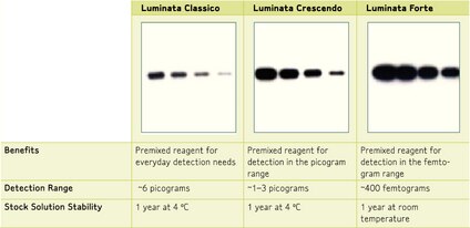 Detection of GAPDH in 10 μg (Lane 1), 5 μg (Lane 2), 2.5 μg (Lane 3), and 1.2 μg (Lane 4) of A431 lysate. Blots were treated with the indicated detection substrate and exposed to x-ray film for 5 minutes. Luminata Forte substrate is equivalent to Immobilon Western Chemiluminescent HRP Substrate (WBKLS0500, Millipore).
